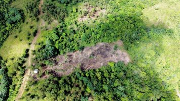 Denuncian tala masiva de árboles en cuenca de Sabana Grande de Boyá