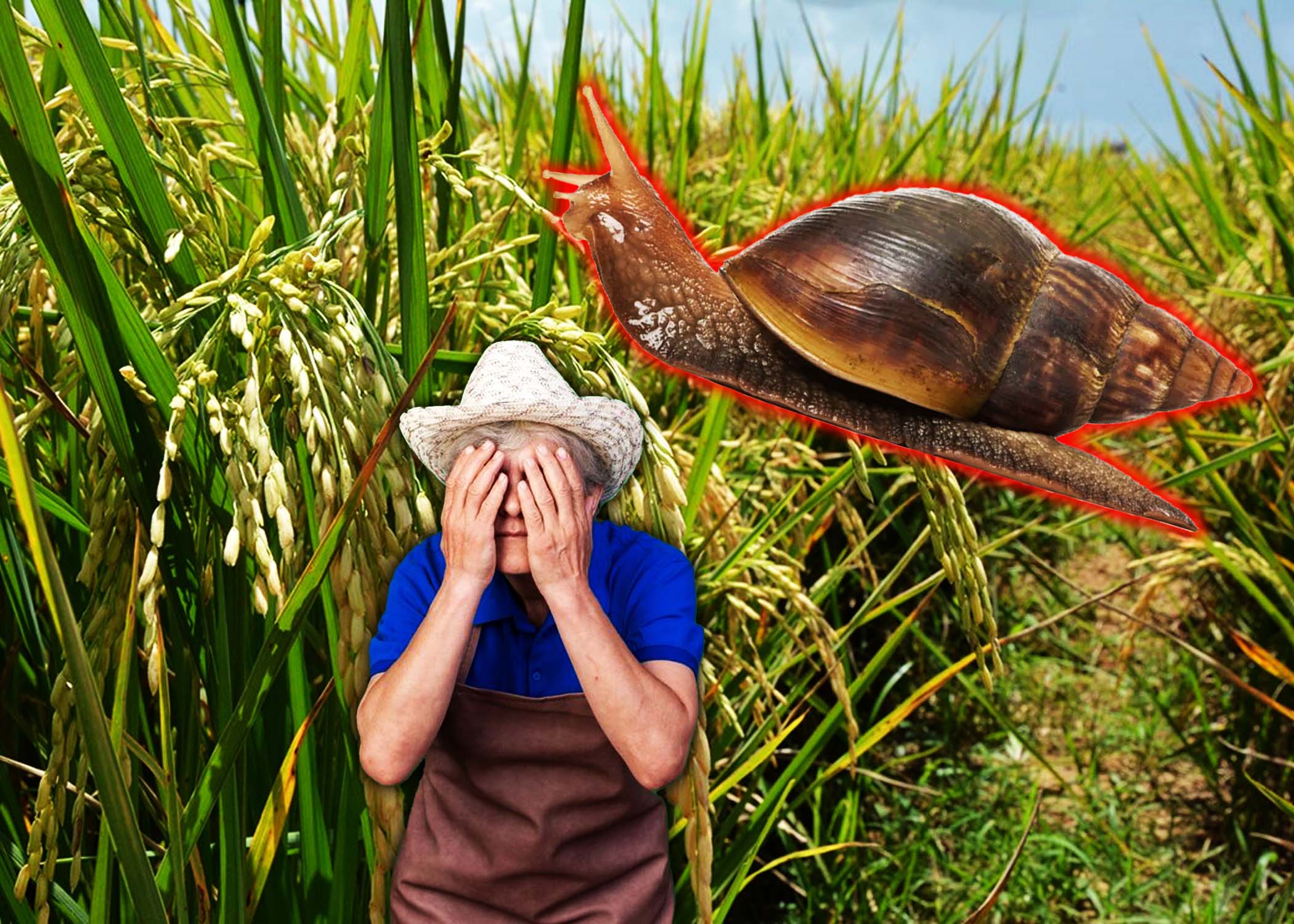 El caracol gigante africano llegó a Baní, provincia Peravia, y los productores están en pánico