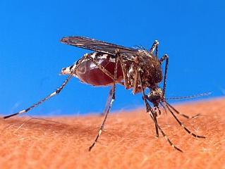 Dengue Panamá: 10 muertes y 3,122 casos en primer semestre 2026