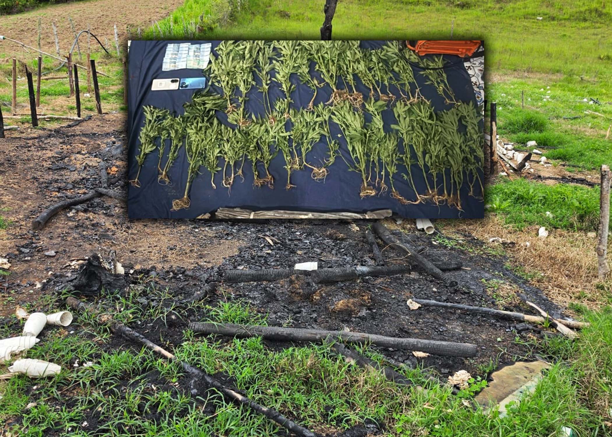 DESCUBREN CULTIVO DE 45 PLANTAS DE MARIHUANA Y VIVERO INCINERADO EN SAN JOSÉ DE OCOA