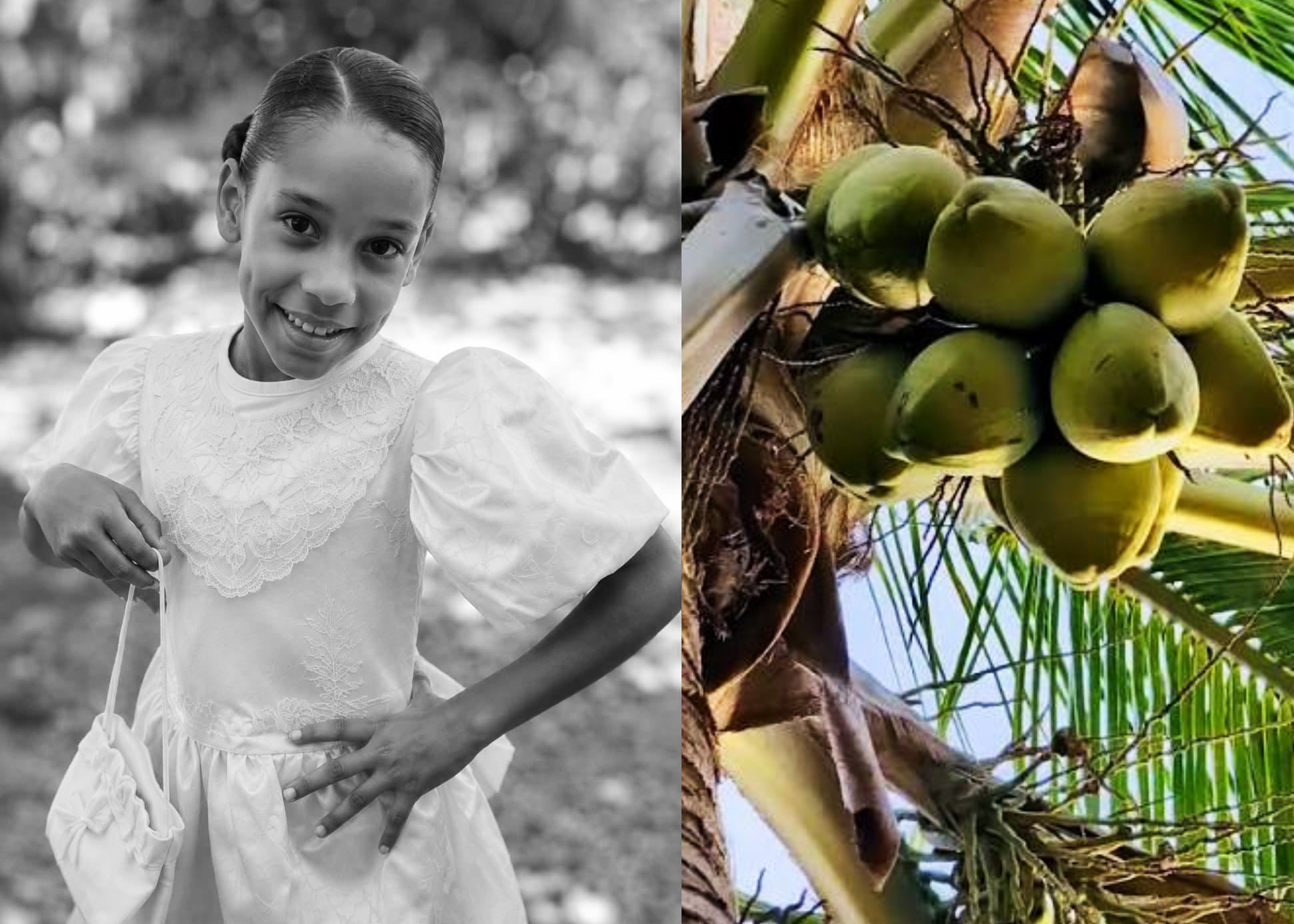 Niña muere tras ser impactada por una mata de coco durante labores agrícolas en Nagua