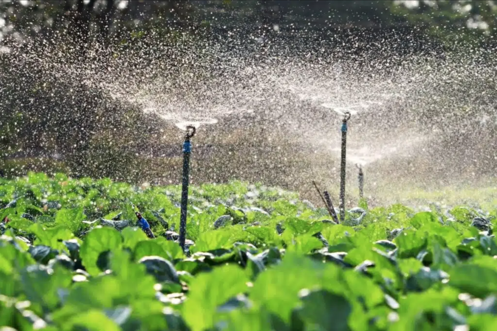 Tecnificación de riego impulsa la producción de tabaco en RD, informan Intabaco y TNR