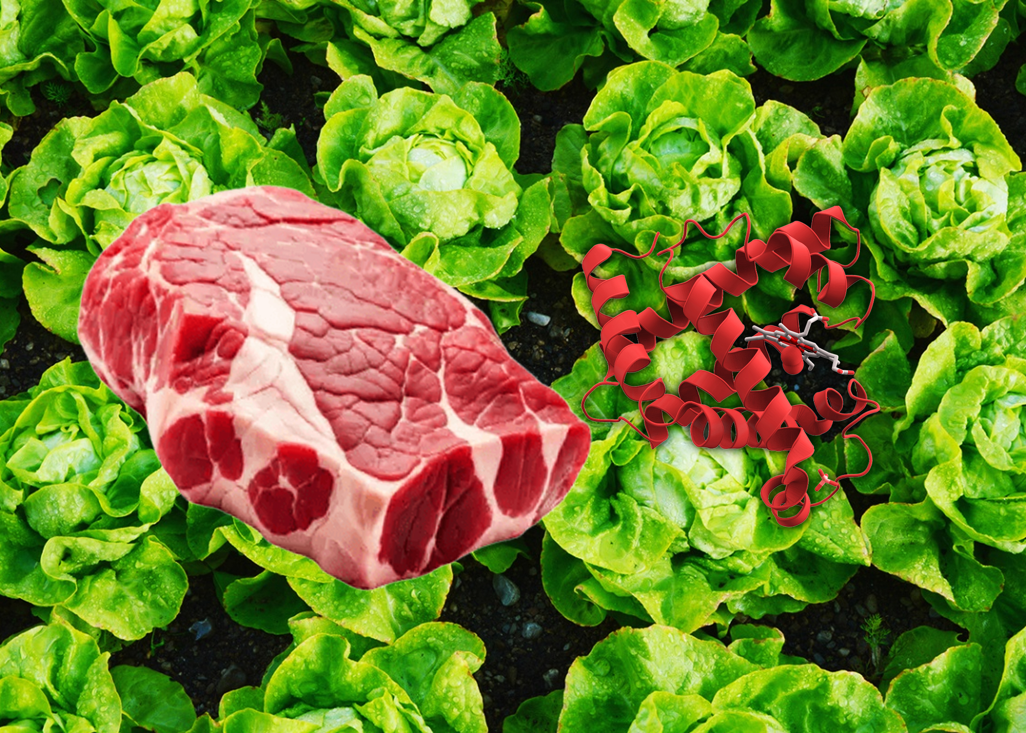 Científicos desarrollaron plantas de lechuga genéticamente modificadas con sabor a carne