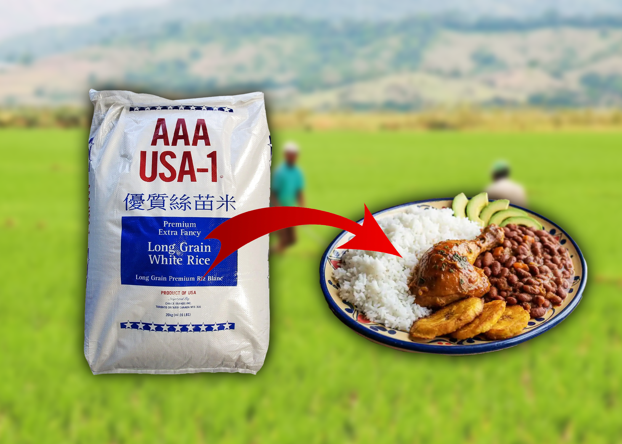 Estados Unidos consideró necesario que el Gobierno dominicano derogue Decreto que establece aranceles para proteger la producción de arroz en República Dominicana